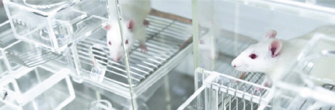 White laboratory rats in clear ventilated cages within a research vivarium